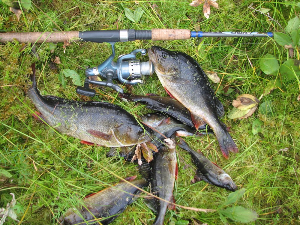 Осенняя рыбалка в Карелии – что и как ловить осенью